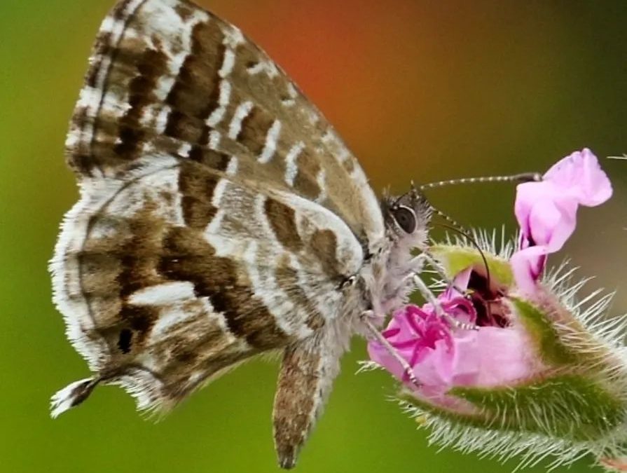 La mariposa del geranio
